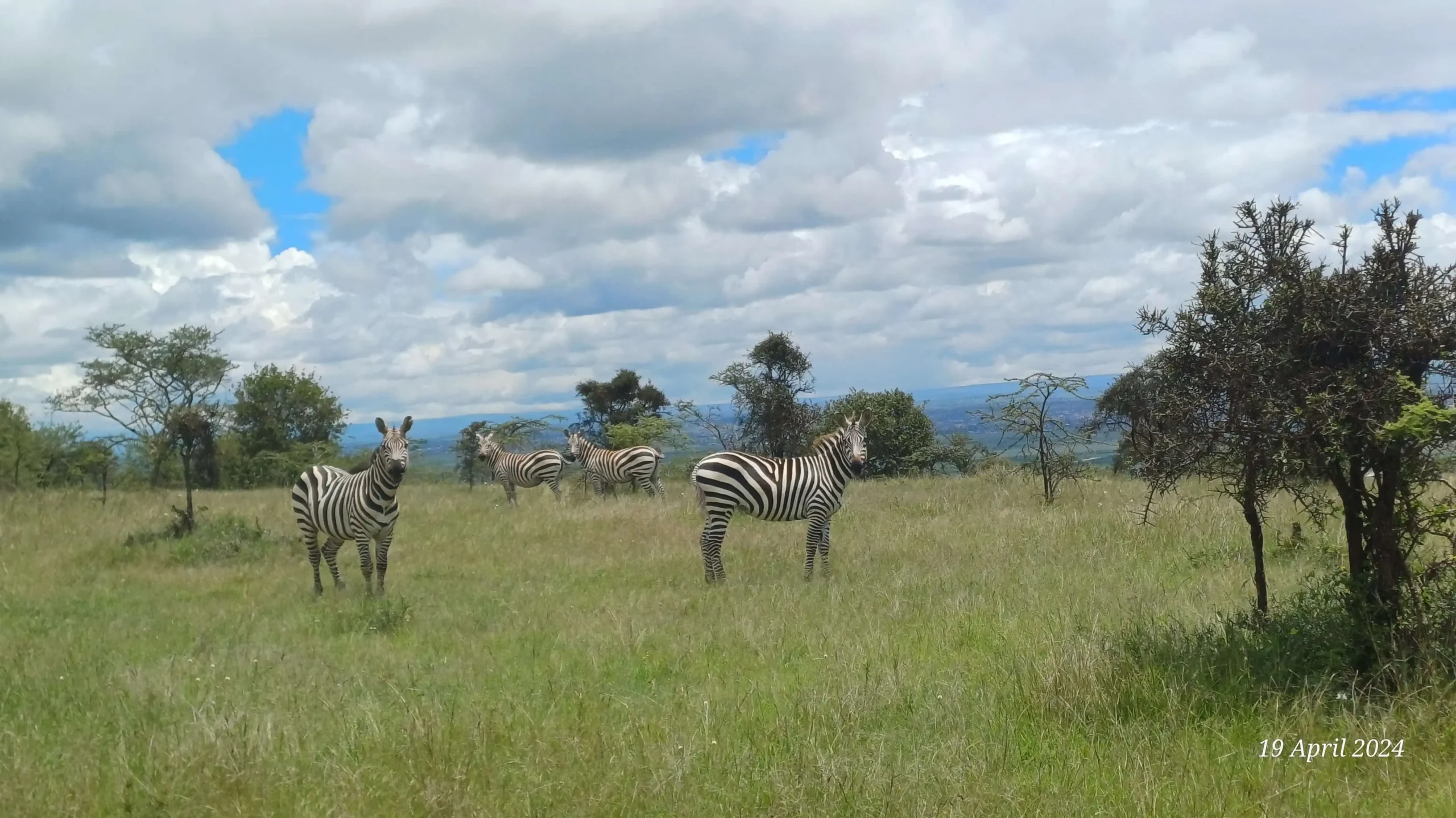 Grassland in Kenya
