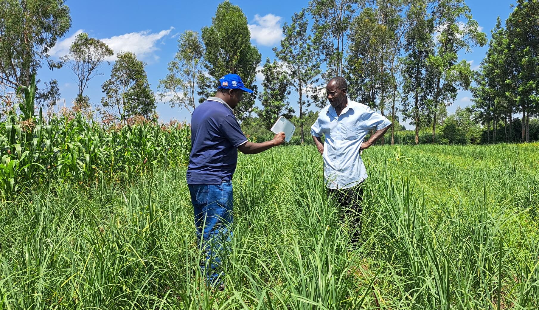 Boomitra Carbon Removal Through Agricultural Soils