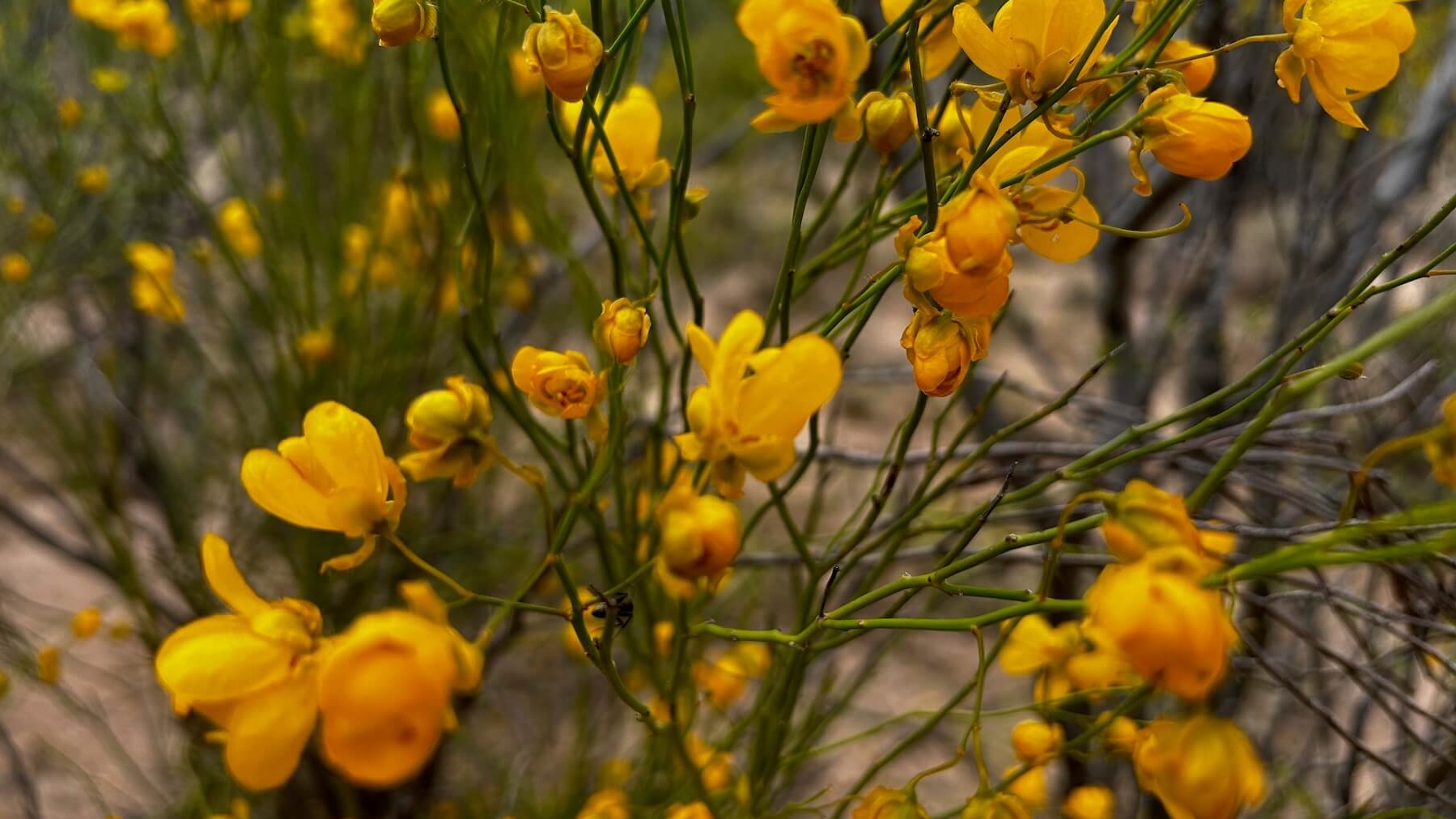 Flowers on ranch in Argentina
