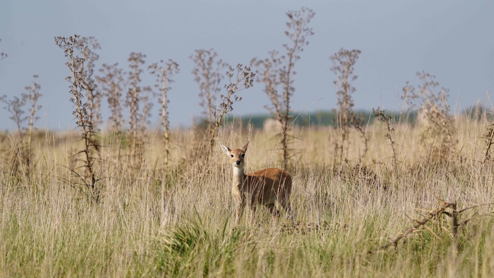 Grassland in Paraguay