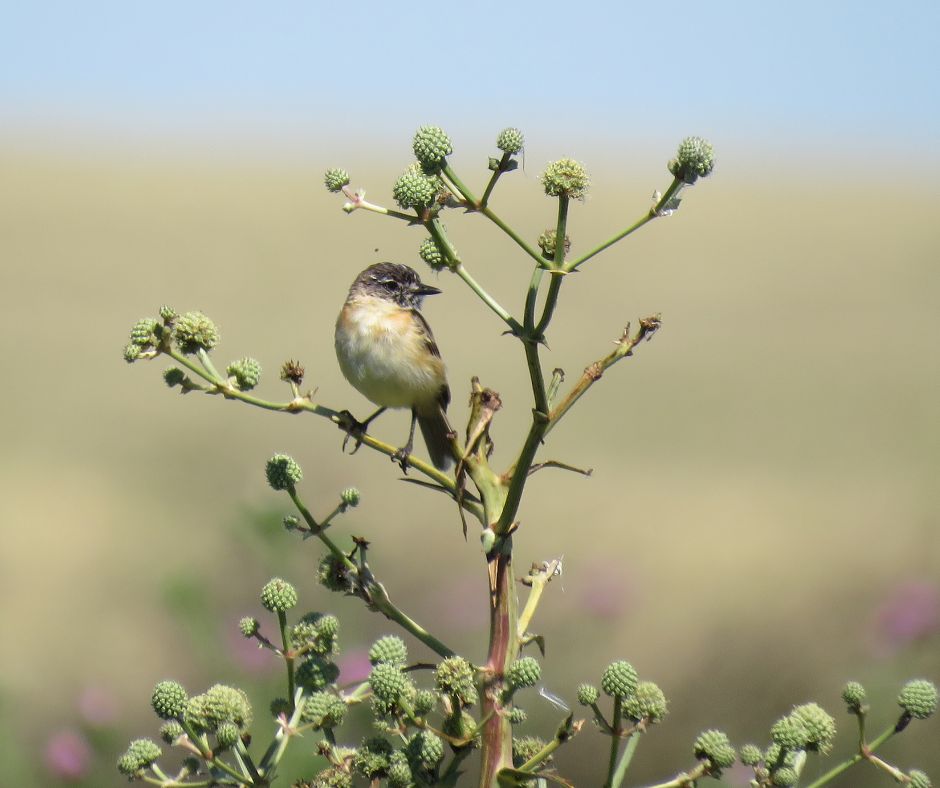 Grassland bird