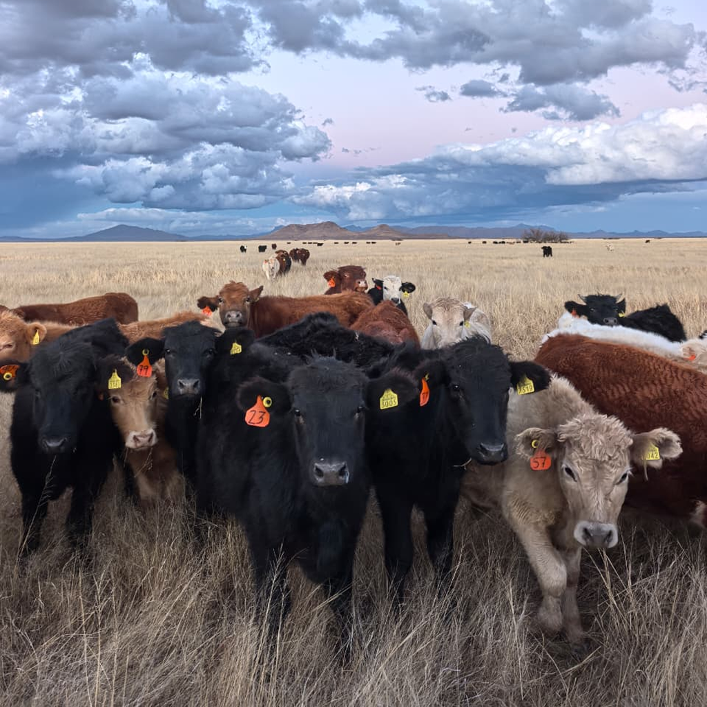 Pozo Caliente Cattle