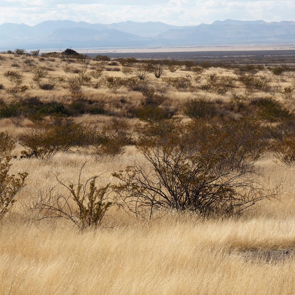 Pozo Caliente Grasses