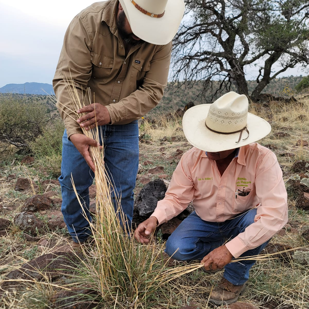 Boomitra Northern Mexico Project