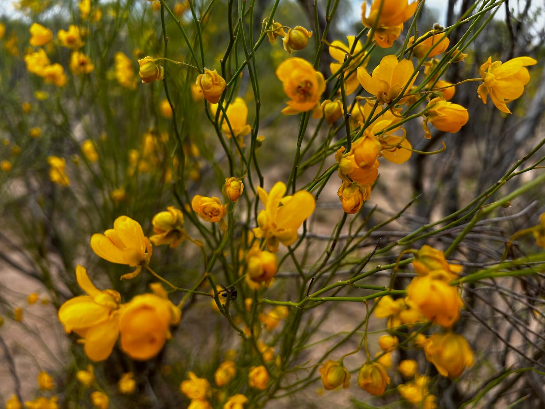 wildflowers