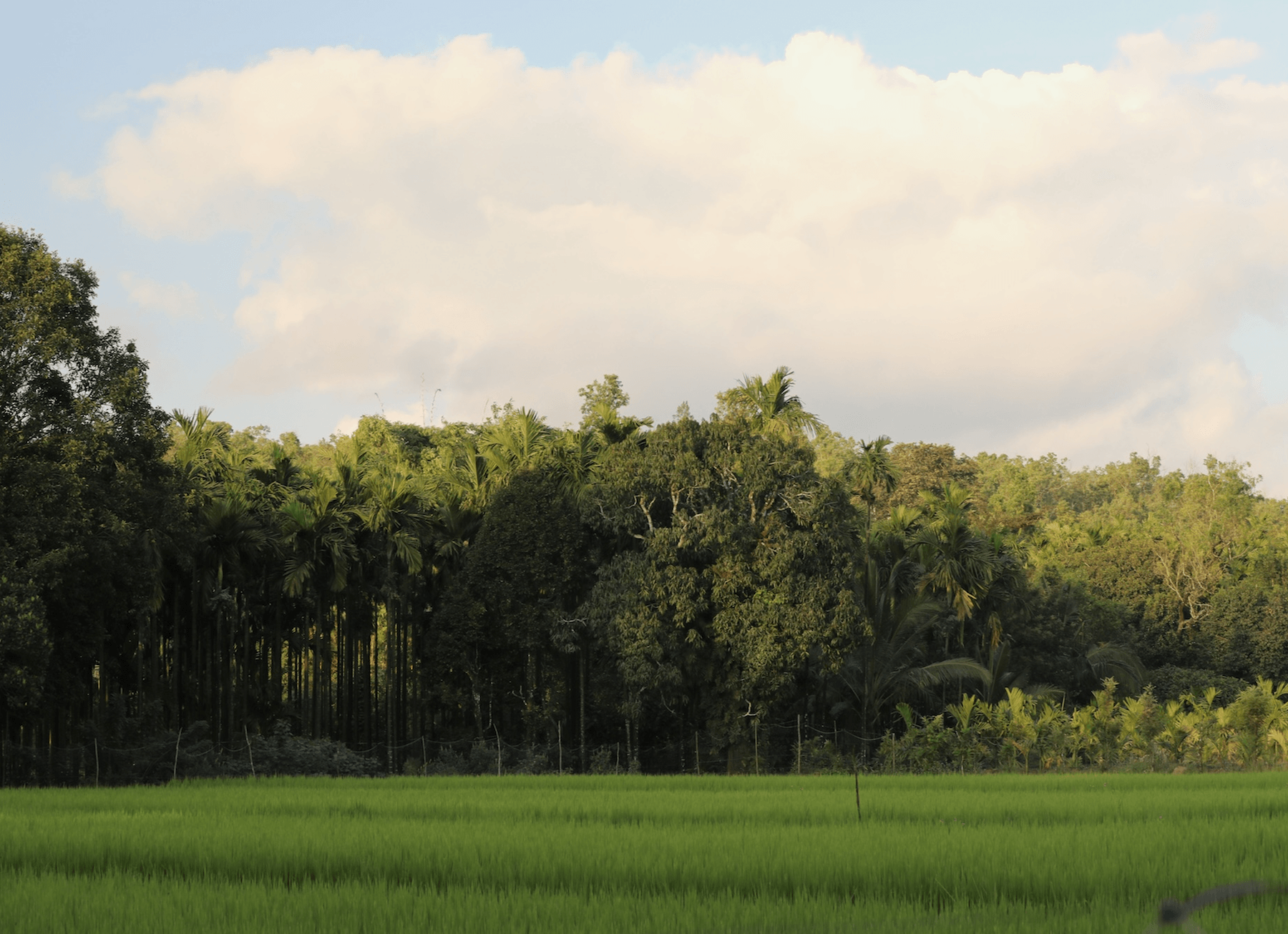 Usha's Farm