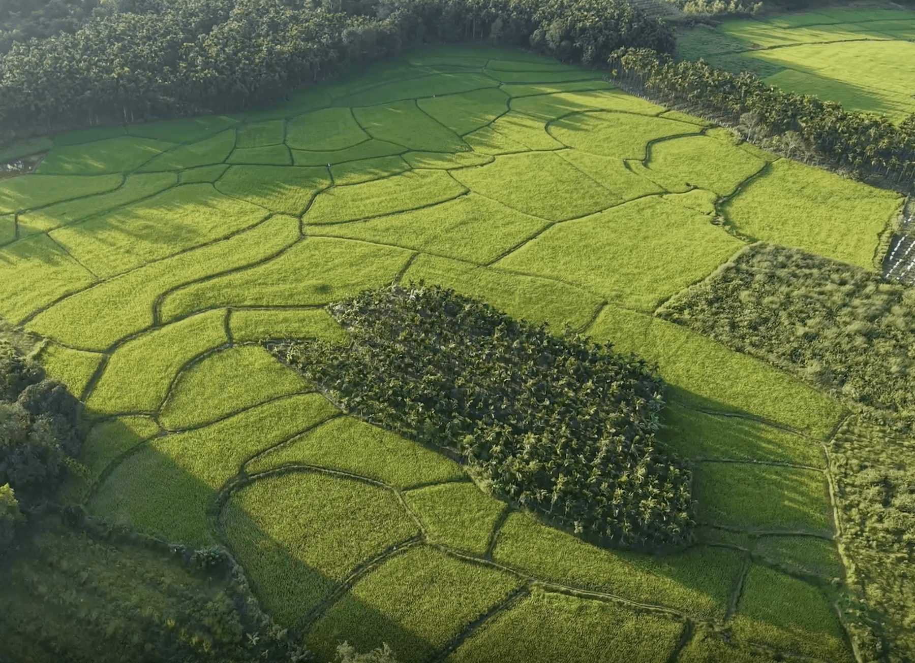 Usha's Farm Aerial